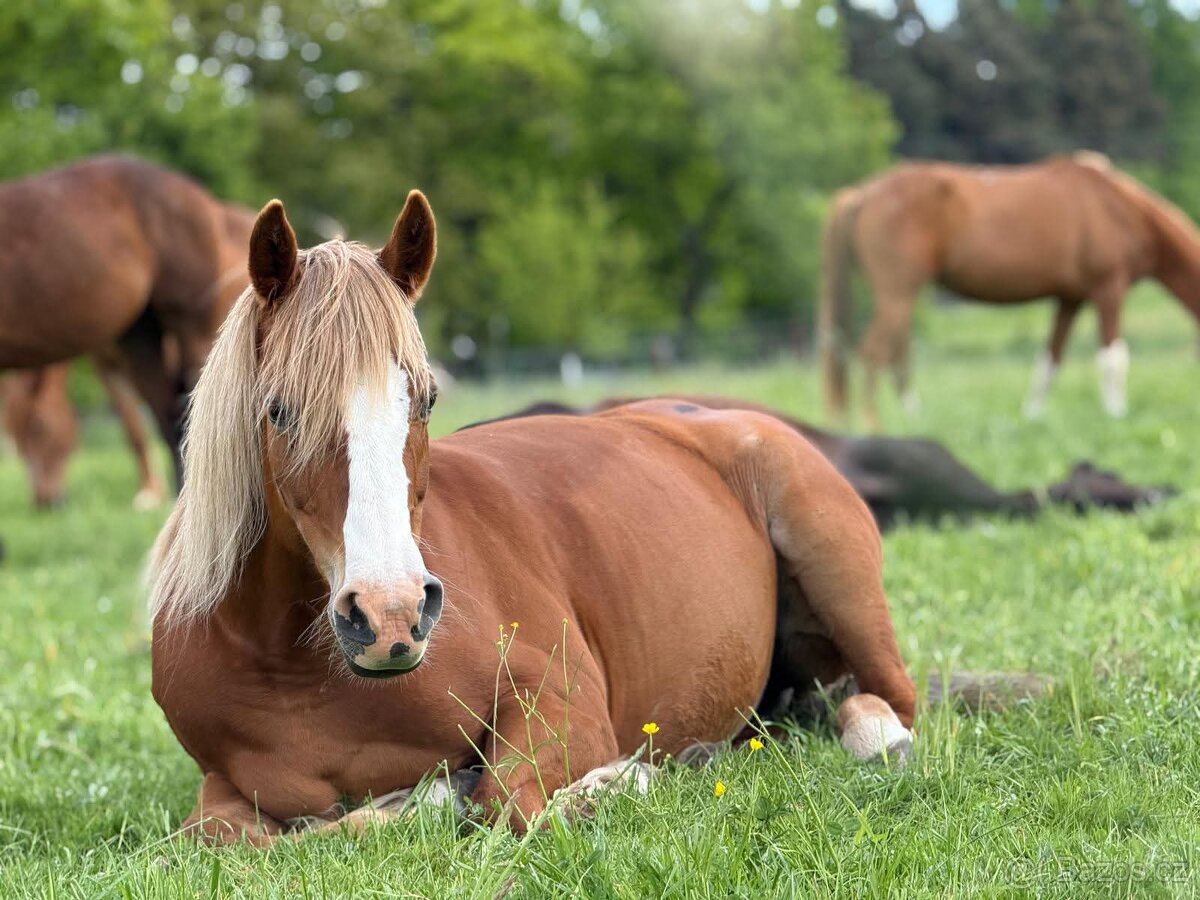 Pastevní volné ustájení - 4