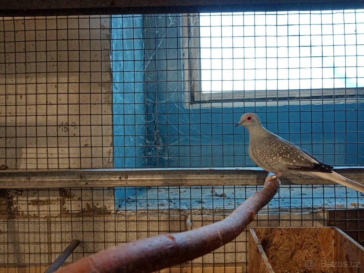 Holoubek diamantový 1.0 - 4