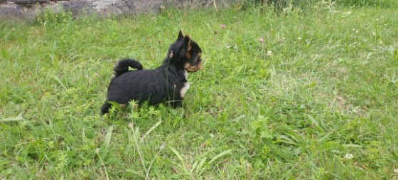 Jorkšírský teriér - 4