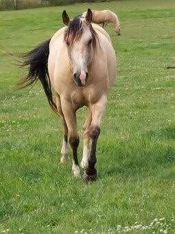 Připouštění Qh cremello hřebcem - 4