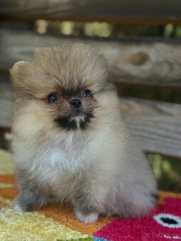 Pomeranain super Mini chlapečky PP FCI - 4