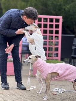Vipet/Whippet s PP (FCI) - 4