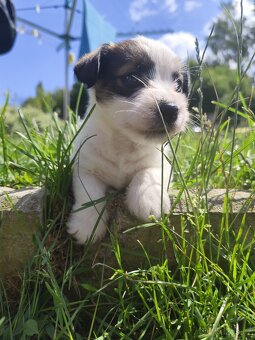 Jack Russell teriér - 4