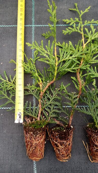 Thuje BRABANT na živý plot ze sadbovače 20cm - 4