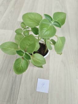 Rostliny, kytky, pokojovky - 4