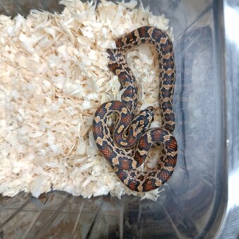 Užovka červená - Fauna trhy Ostrava 16.11. - 4