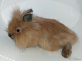 Zakrslý králíček bez PP sameček Frony - 4