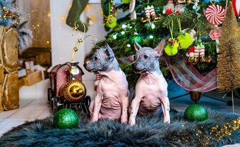 Americký bezsrstý teriér - 4