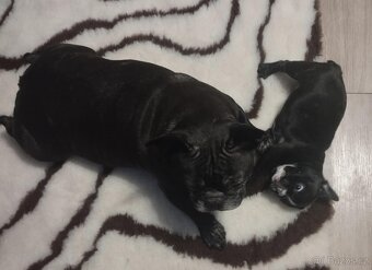 Francouzský buldoček - 4