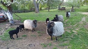 Ovce vřesová jehňata - 4