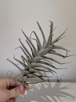 Tilandsie, Tillandsia - 4
