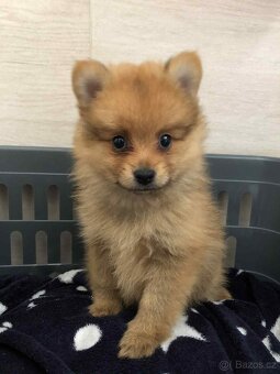 Pomeranian špic - 4