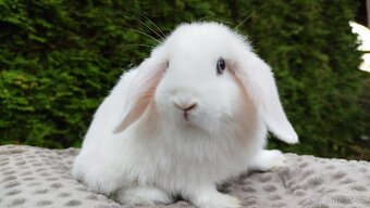 Zakrslý beránek, králíček, králík - HOLLY - 4
