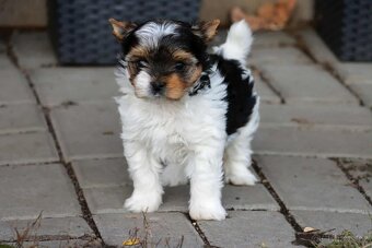 Biewer terriér- jorkšírský - fenka - 4