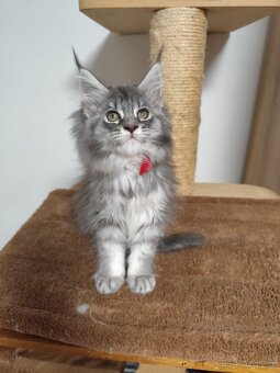 Mainská mývalí koťátka - 4