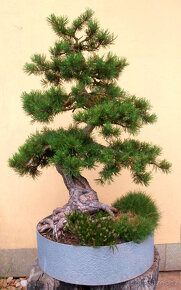 Bonsaj - Borovice, Pinus sylvestris - 4