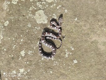 užovka červená, terárium - 4