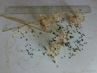 Čínská česneková pažitka - Allium tuberosum - semena - 1g - 4