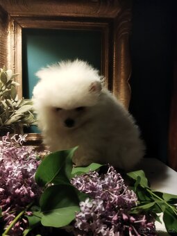 Pomeranian - 4