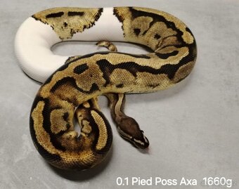 Krajta královská subadult a adult - 4