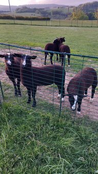 Berani zwartbles - 4