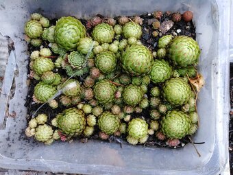 Netřesky na skalku, zídku, střechu - 4