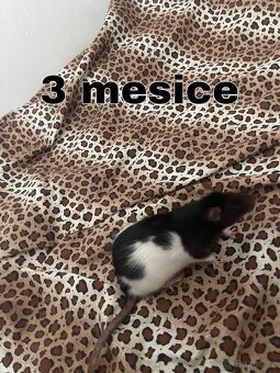 Zdarma – 3 přátelské samičky potkana (Brno) - 4