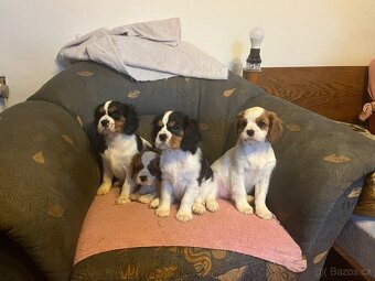 kavalír king charles španěl - 4