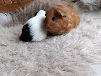 Morče / morčata / morčátko sameček - 4