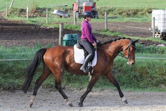 7mi letá klisna CS - 4