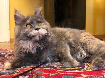 Mainská mývalí s PP - 4