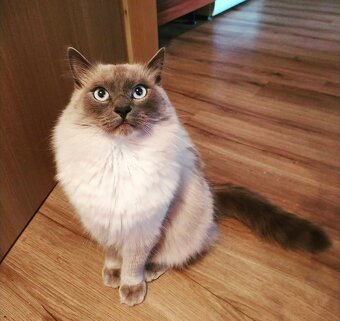 Kocourek Ragdoll do dobrých rukou - 4