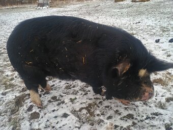 Kune Kune -kanec - 4