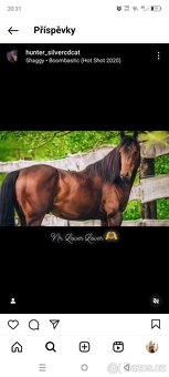 Paint horse klisna - 4