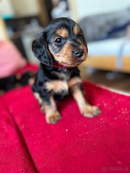 Dorkie - 4