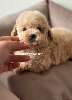 Maltipoo, fenka Murka 1000€‼️ - 4