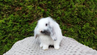 Zakrslý beránek, králíček, králík - MINDY - 4