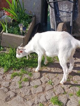 Kůzlata - 4