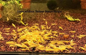 Krevetky Neocaridina, Endlerky - 4