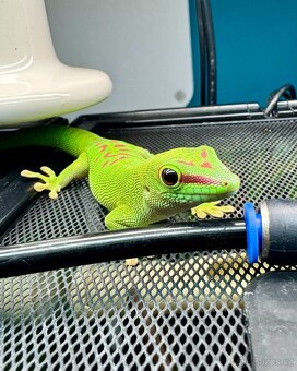 Phelsuma madagascariensis grandis - samice - 4
