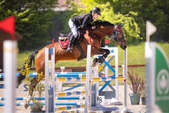 Šestiletá klisna ČT - 4