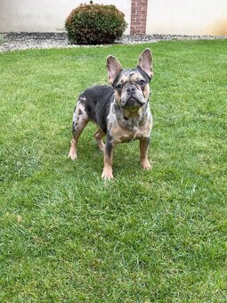 Francouzsky buldoček blue tan merle fenka - 4