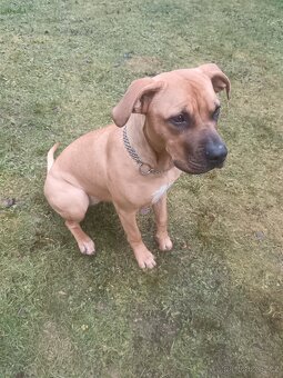 Stafordšírský teriér - 4