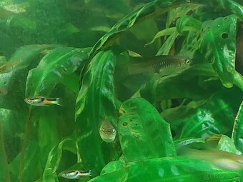 Poecilia Wingei - 4
