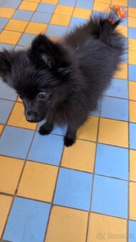 Štěňata špice malého - 4