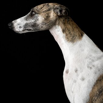 Whippet /vipet štěnátka s PP - 4