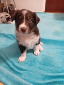 Štěňata Border kolie bez PP - 4