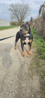 American bully xl - 4