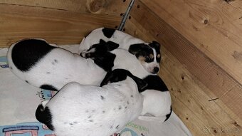 Jack Russell bez PP - štěně (5x fenka, 5x pejsek) - 4