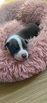 American Bully XL - 4